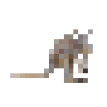 ピクセルどうぶつ