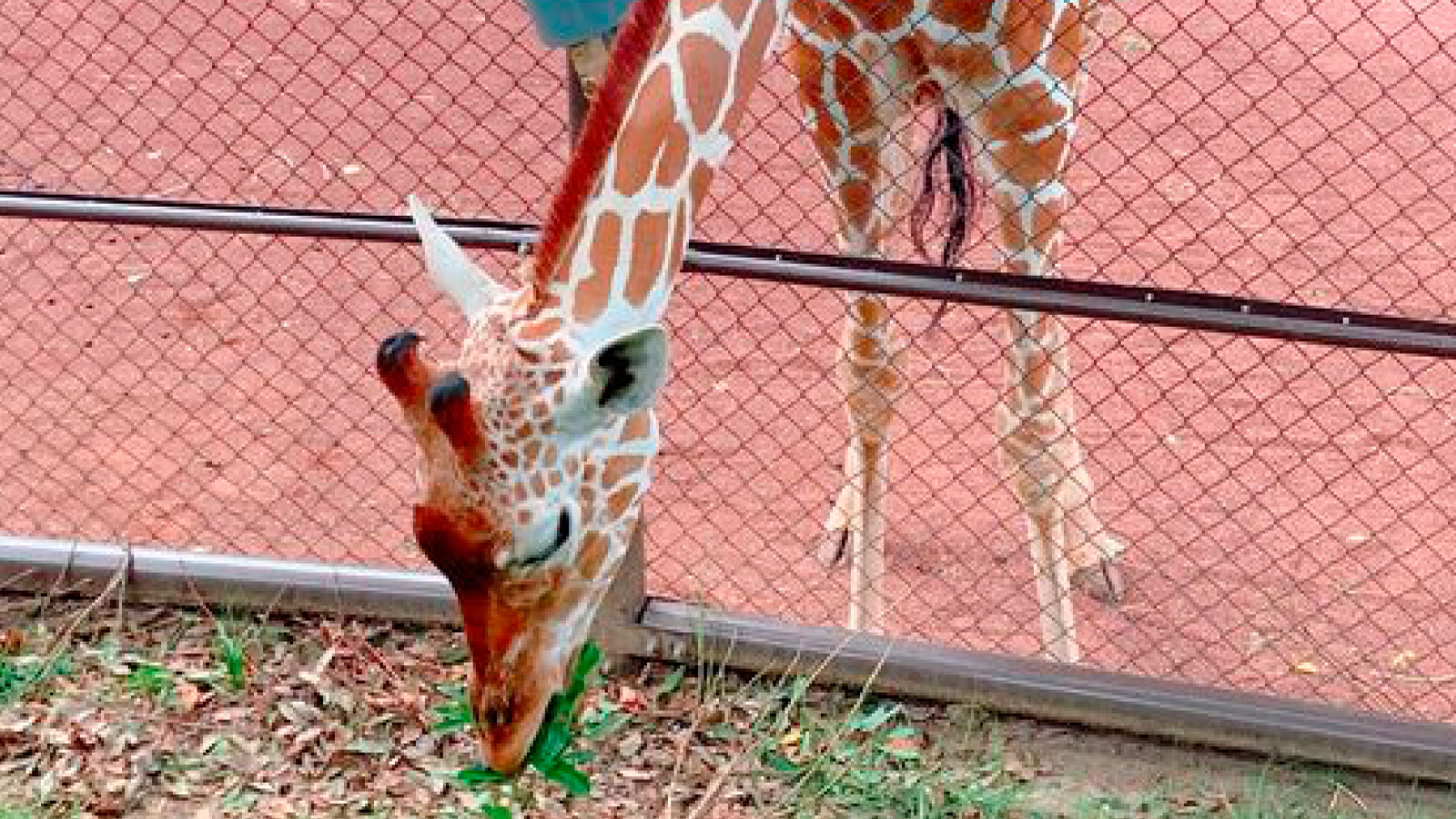 野毛山動物園