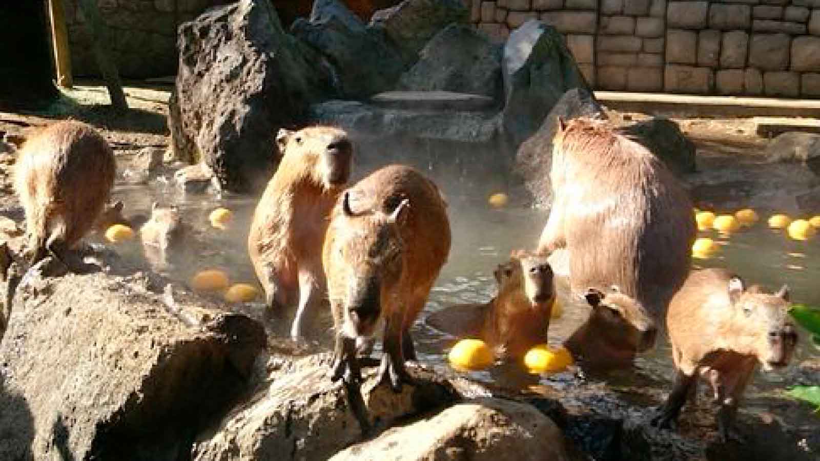 伊豆シャボテン動物公園