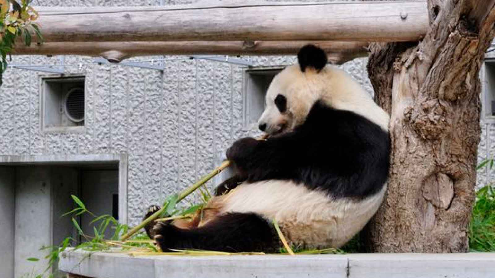 神戸市立王子動物園