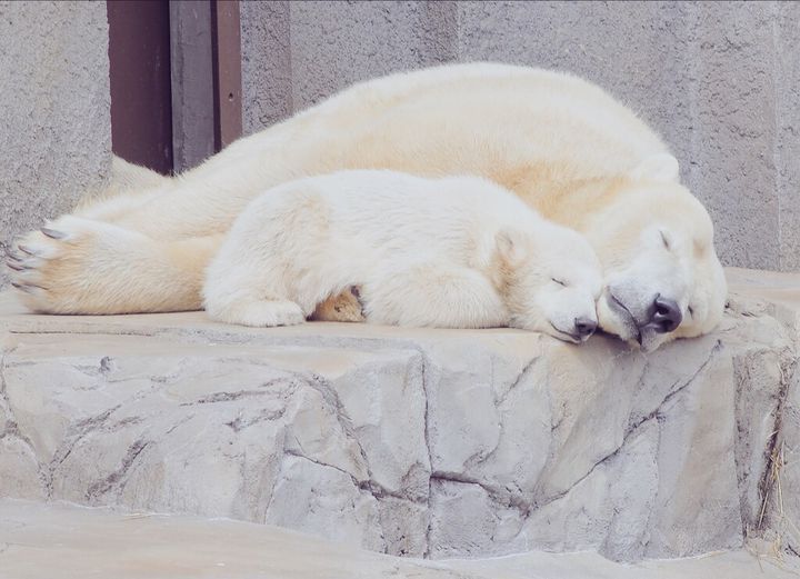 円山動物園