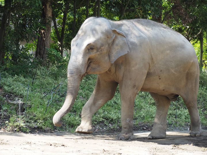 よこはま動物園 ズーラシア