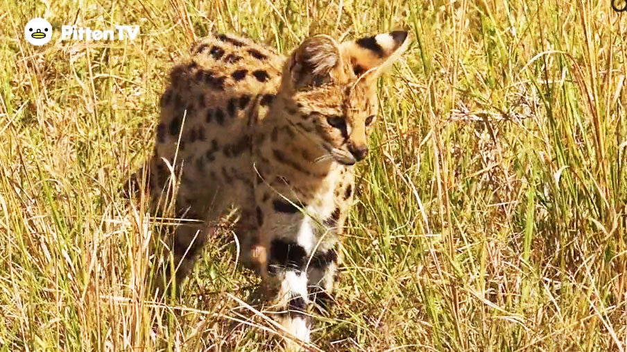 【Pitten ZOO】サーバルキャットとディクディクが仲間になりました。