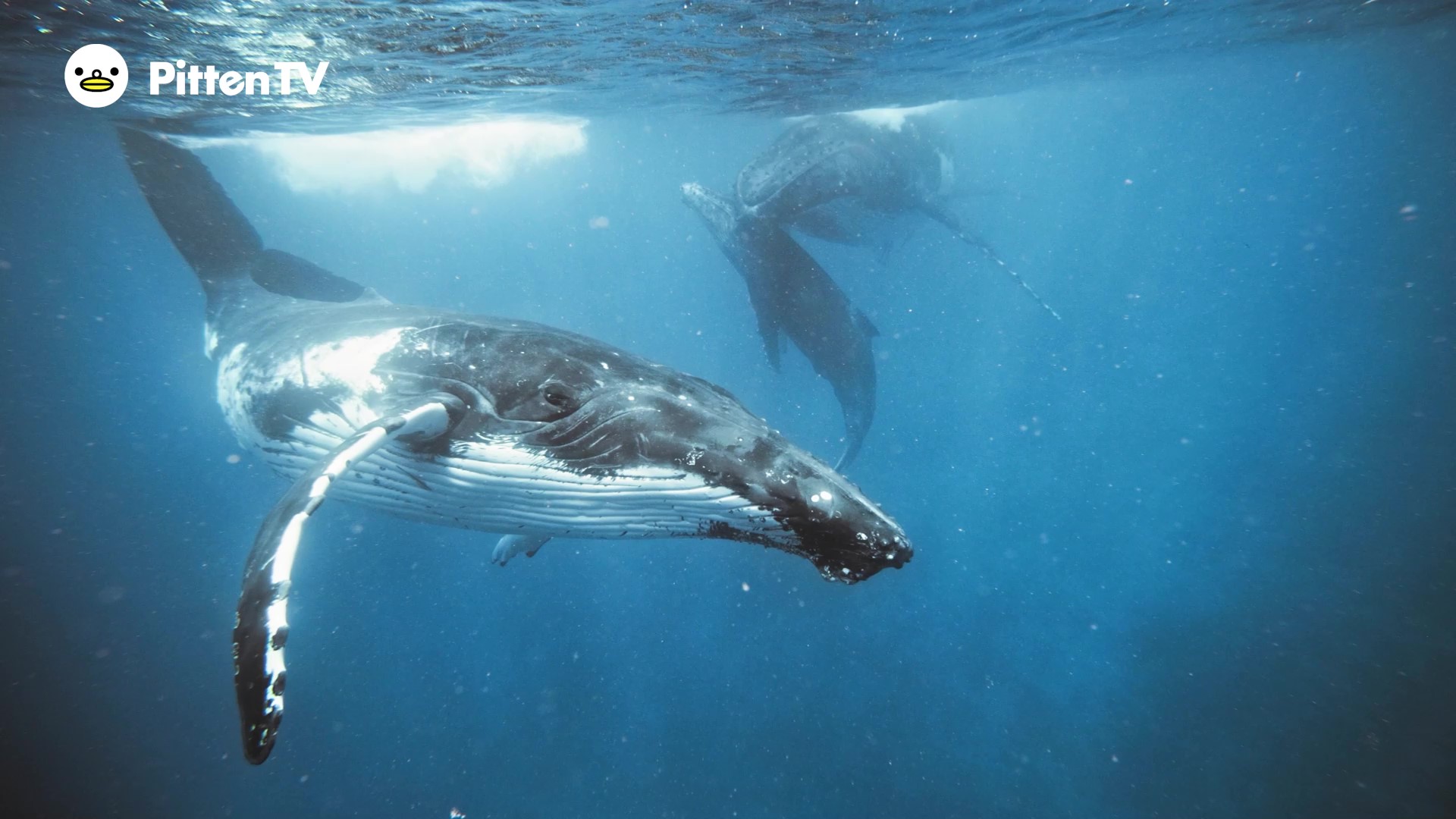 【Pitten ZOO】ザトウクジラが仲間になりました。