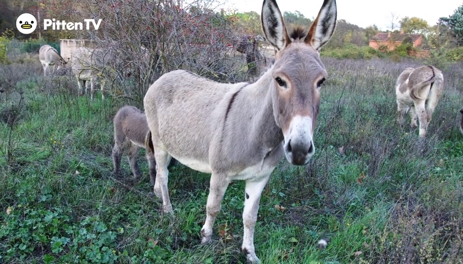 【Pitten ZOO】 5月8日は世界ロバの日です。World Donkey Day