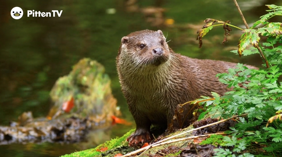 【Pitten ZOO】2026年5月27日（5月の最終水曜日）は「世界カワウソの日」です。