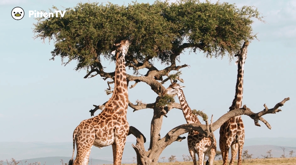 【Pitten ZOO】6月21日は夏至なので、世界キリンの日です。