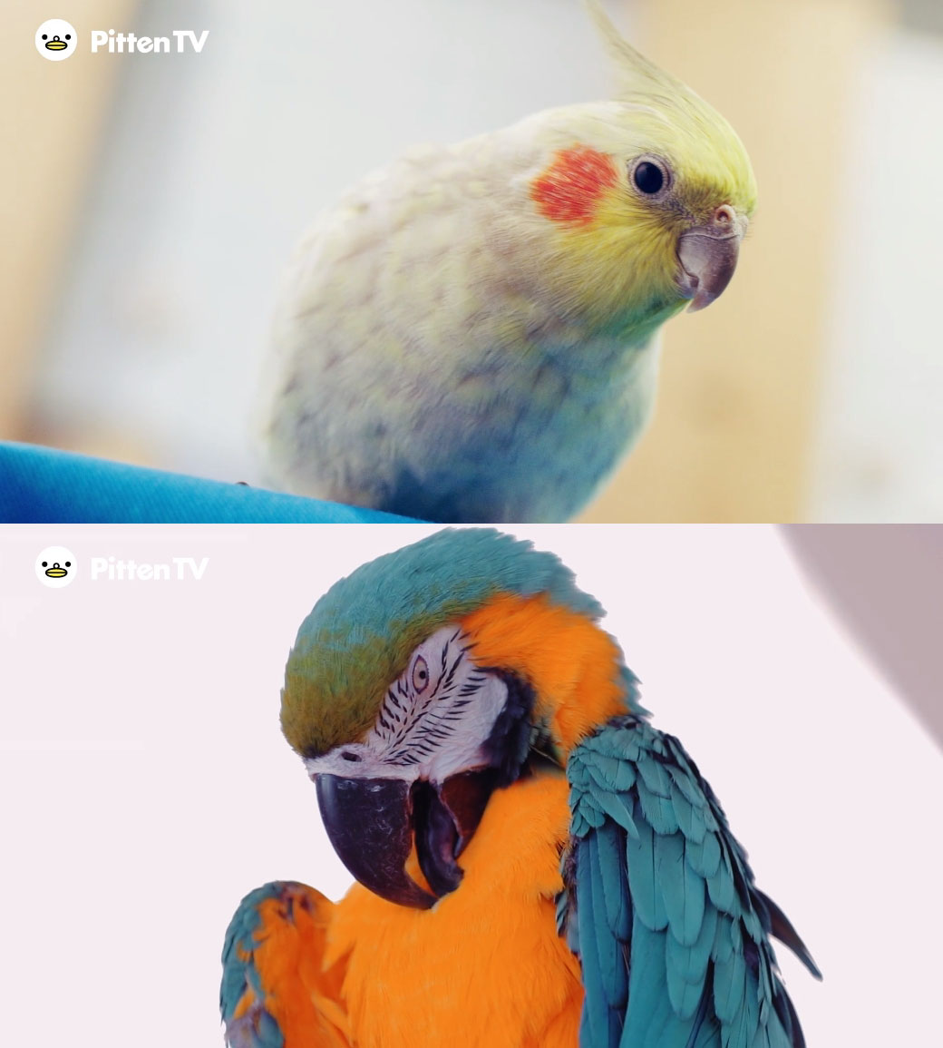 【Pitten ZOO】6月15日は、オウムとインコの日です。