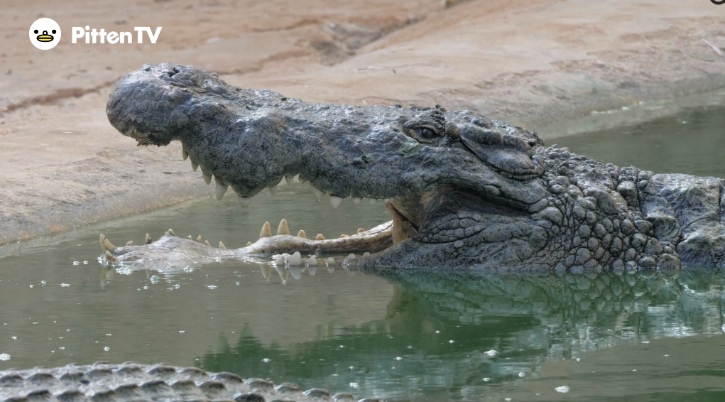【Pitten ZOO】6月17日は、世界ワニの日です。