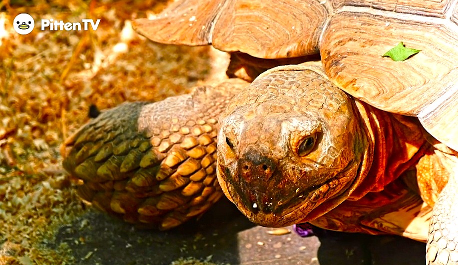 【Pitten ZOO】5月23日は、世界カメの日です。