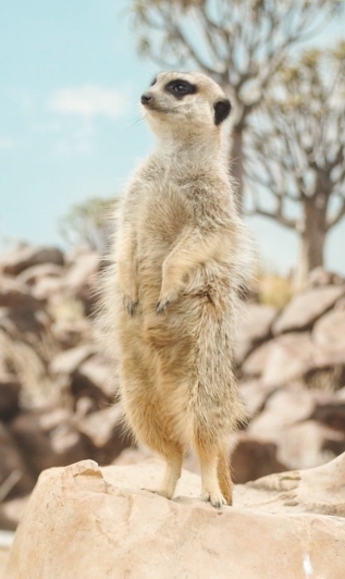 【Pitten ZOO】7月3日は、世界ミーアキャットの日です。