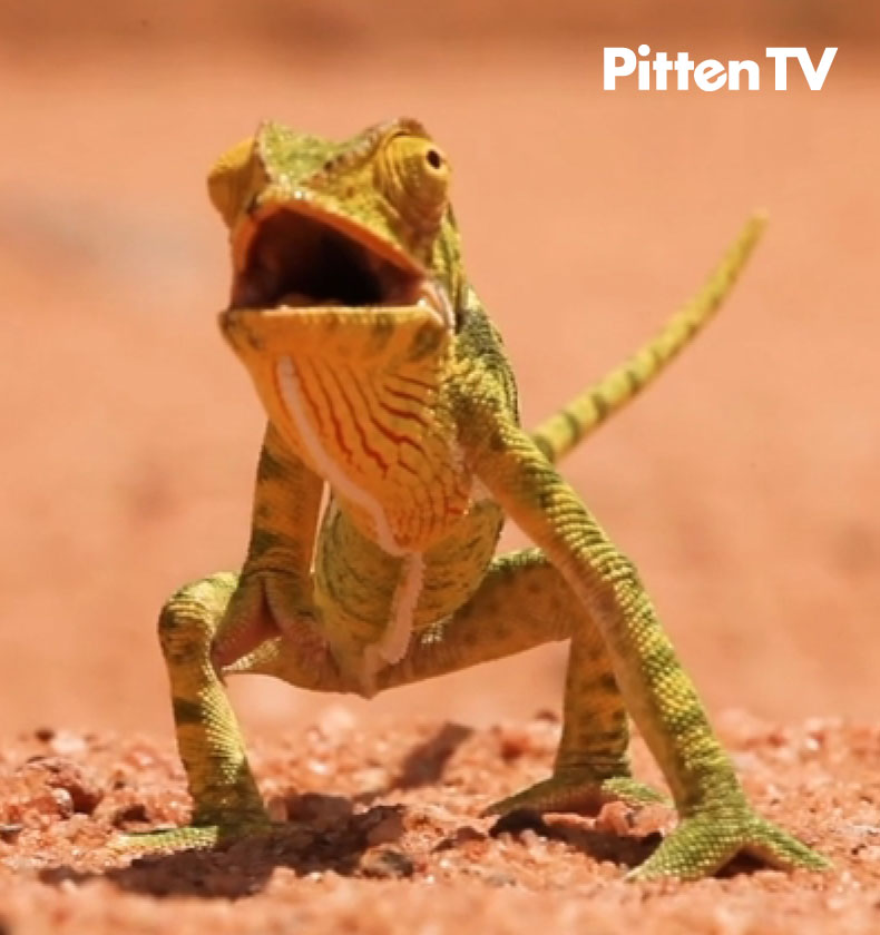 【Pitten ZOO】8月8日は、「爬虫類の日」（日本）です。