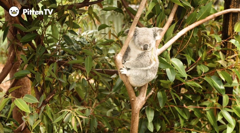 【Pitten ZOO】9月の最終金曜日は、「Save the Koala Day」です。