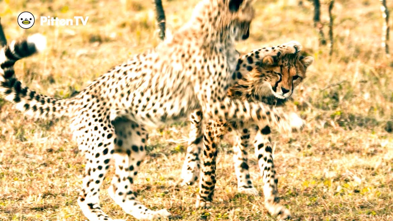 【Pitten ZOO】12月4日は「国際チーターの日」です。