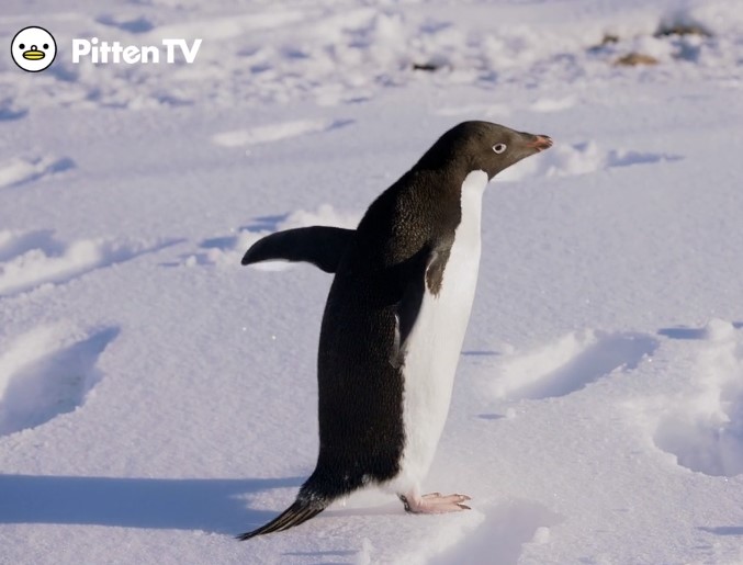 【Pitten ZOO】4月25日は「世界ペンギンの日」です。