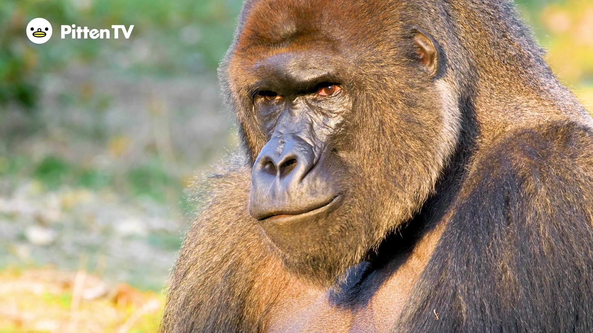 【Pitten ZOO】9月24日は、世界ゴリラの日です。