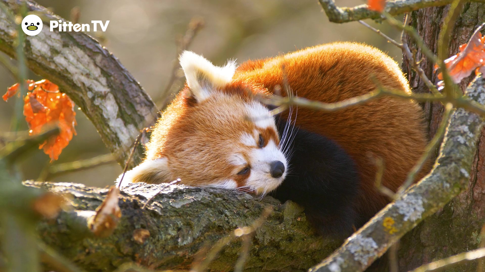 【Pitten ZOO】9月の第3土曜日は、国際レッサーパンダの日です。2026年9月19日